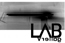 lab